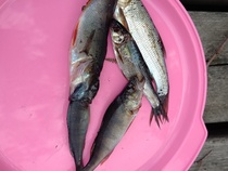 Punnituksessa kalat oli vielä nälkäisiä ja yrittivät syödä toisiaan